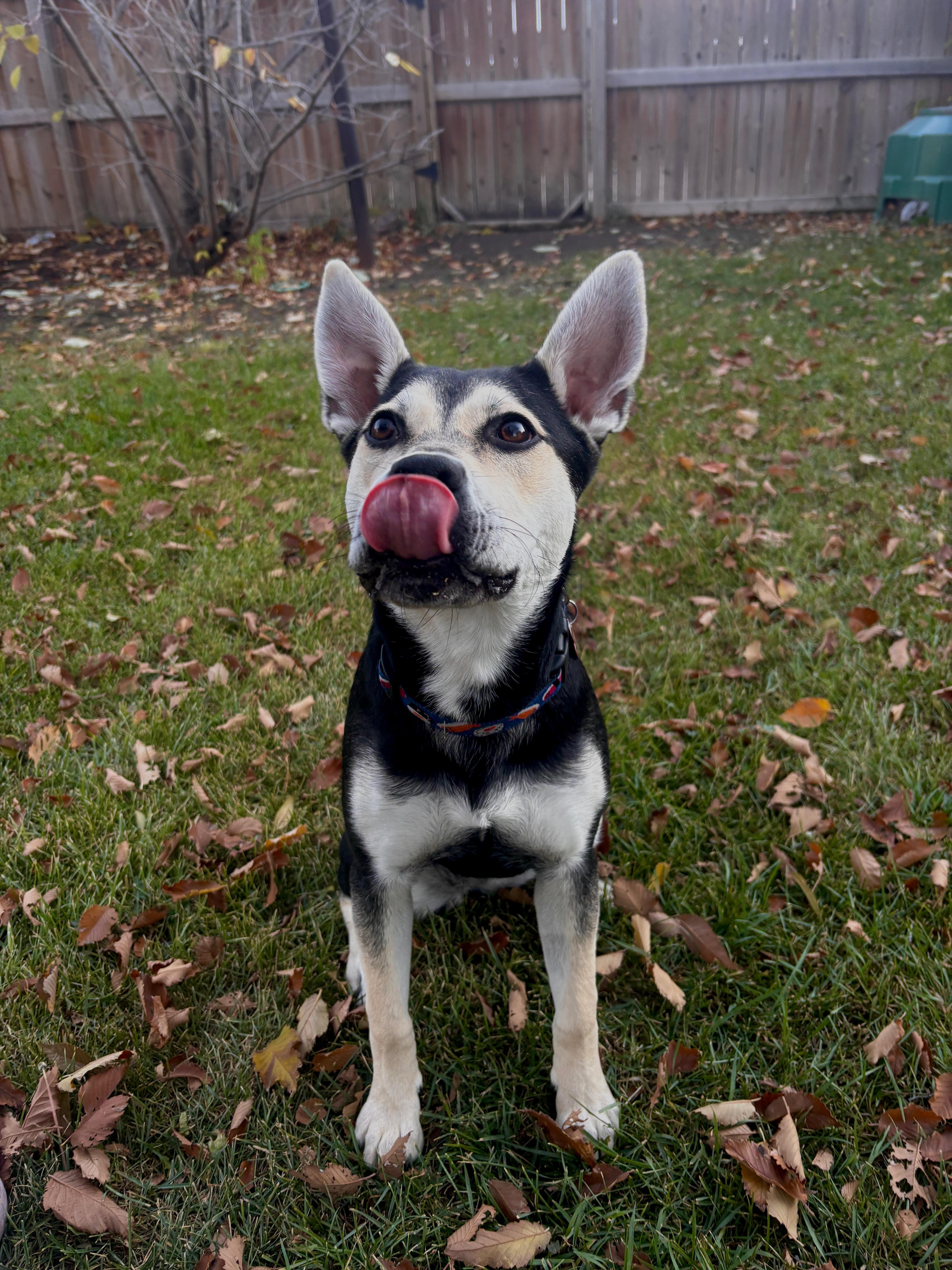 Andie, an adoptable Mixed Breed in Saskatoon, SK, S7H 0W2 | Photo Image 5