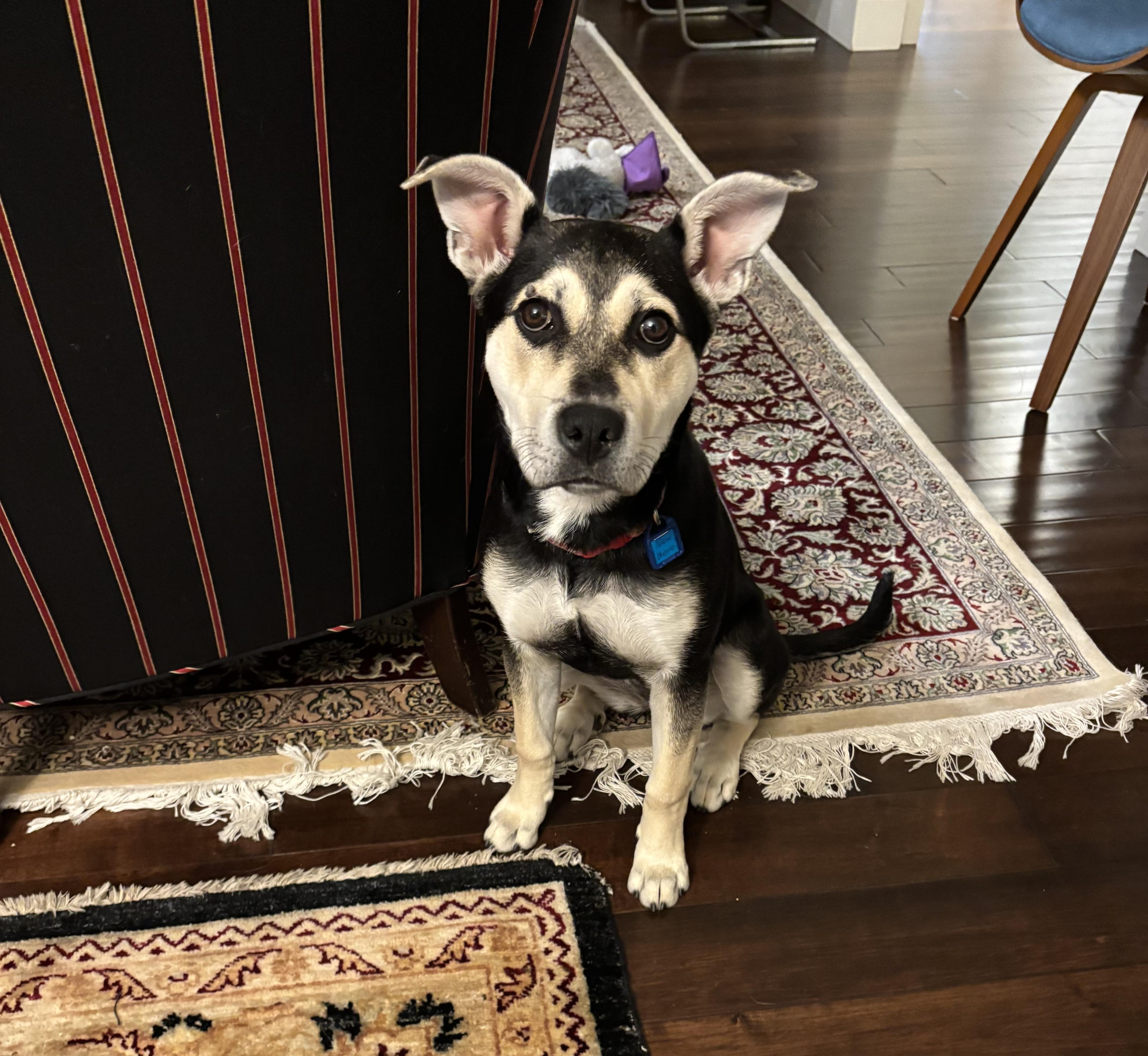 Andie, an adoptable Mixed Breed in Saskatoon, SK, S7H 0W2 | Photo Image 3