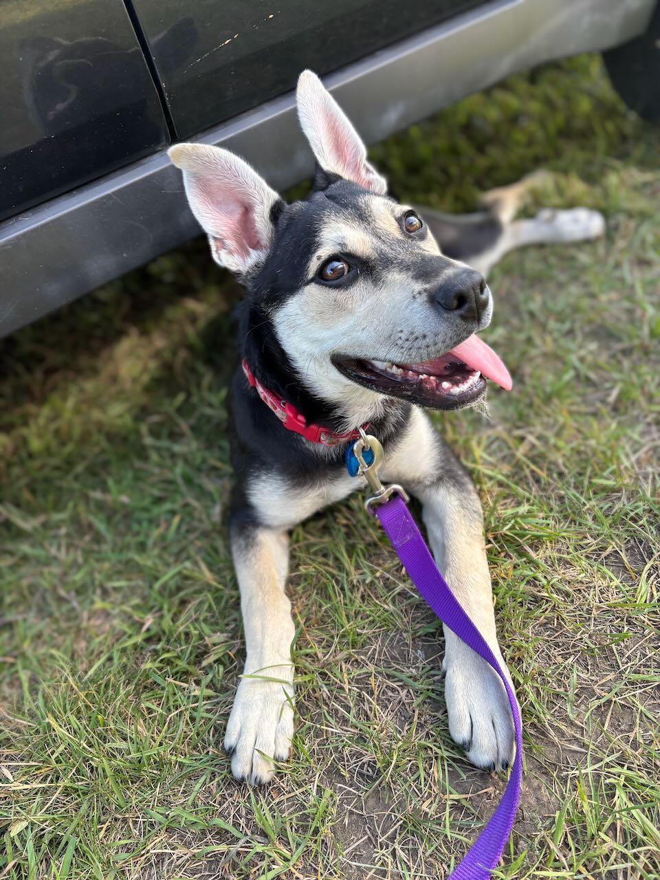 Andie, an adoptable Mixed Breed in Saskatoon, SK, S7H 0W2 | Photo Image 2