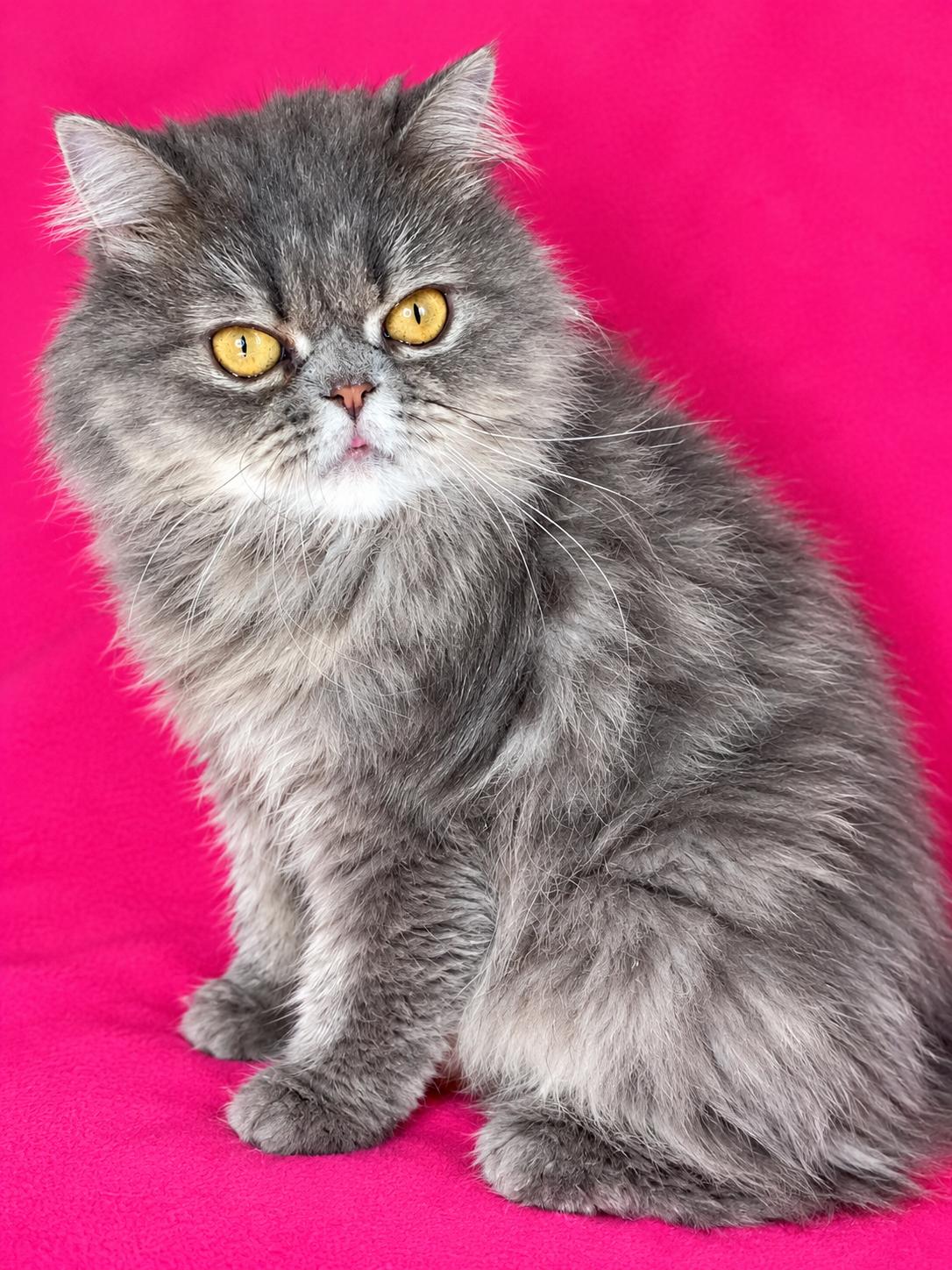 Heather, Adoptable, Adult Female Persian.