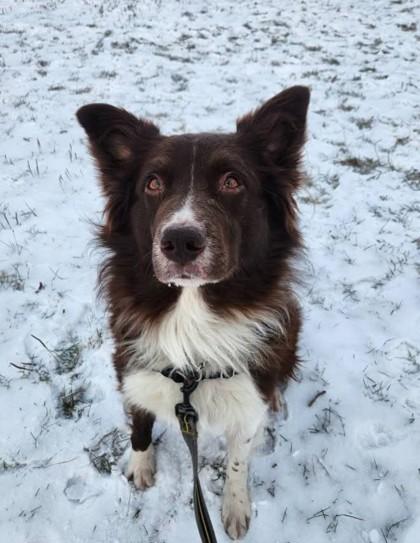 Ruben, Adoptable, Adult Male Mixed Breed & Mixed Breed.