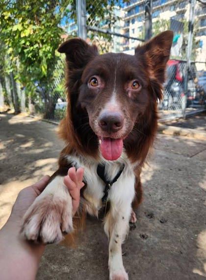 Ruben, Adoptable, Adult Male Mixed Breed & Mixed Breed.