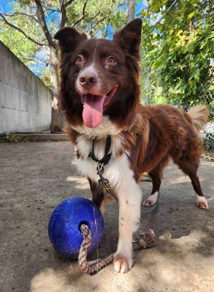 Ruben, a Adoptable Mixed Breed in Montreal, QC image 1/3