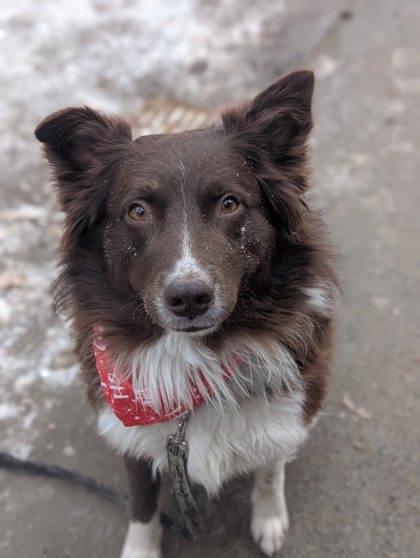 Ruben, Adoptable, Adult Male Mixed Breed & Mixed Breed.