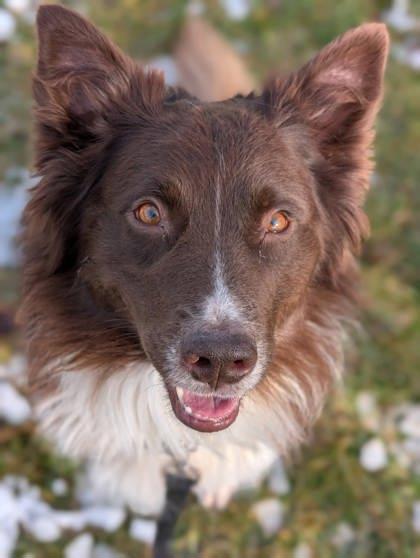 Ruben, a Adoptable Mixed Breed in Montreal, QC image 2/3