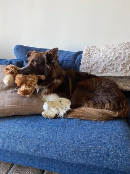 Ruben, Adoptable, Adult Male Mixed Breed & Mixed Breed.