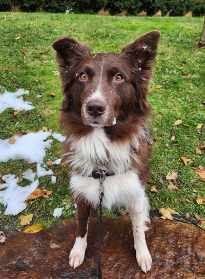 Ruben, a Adoptable Mixed Breed in Montreal, QC image 3/3