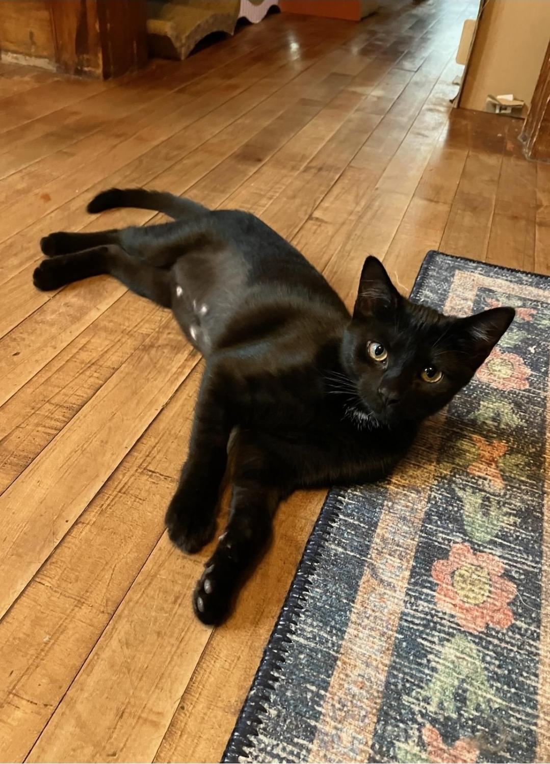 Vivian, Adoptable, Kitten Female Domestic Short Hair.