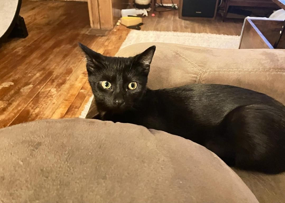 Enlarge Vivian, a Adoptable Domestic Short Hair in Reeseville, WI image 2/4