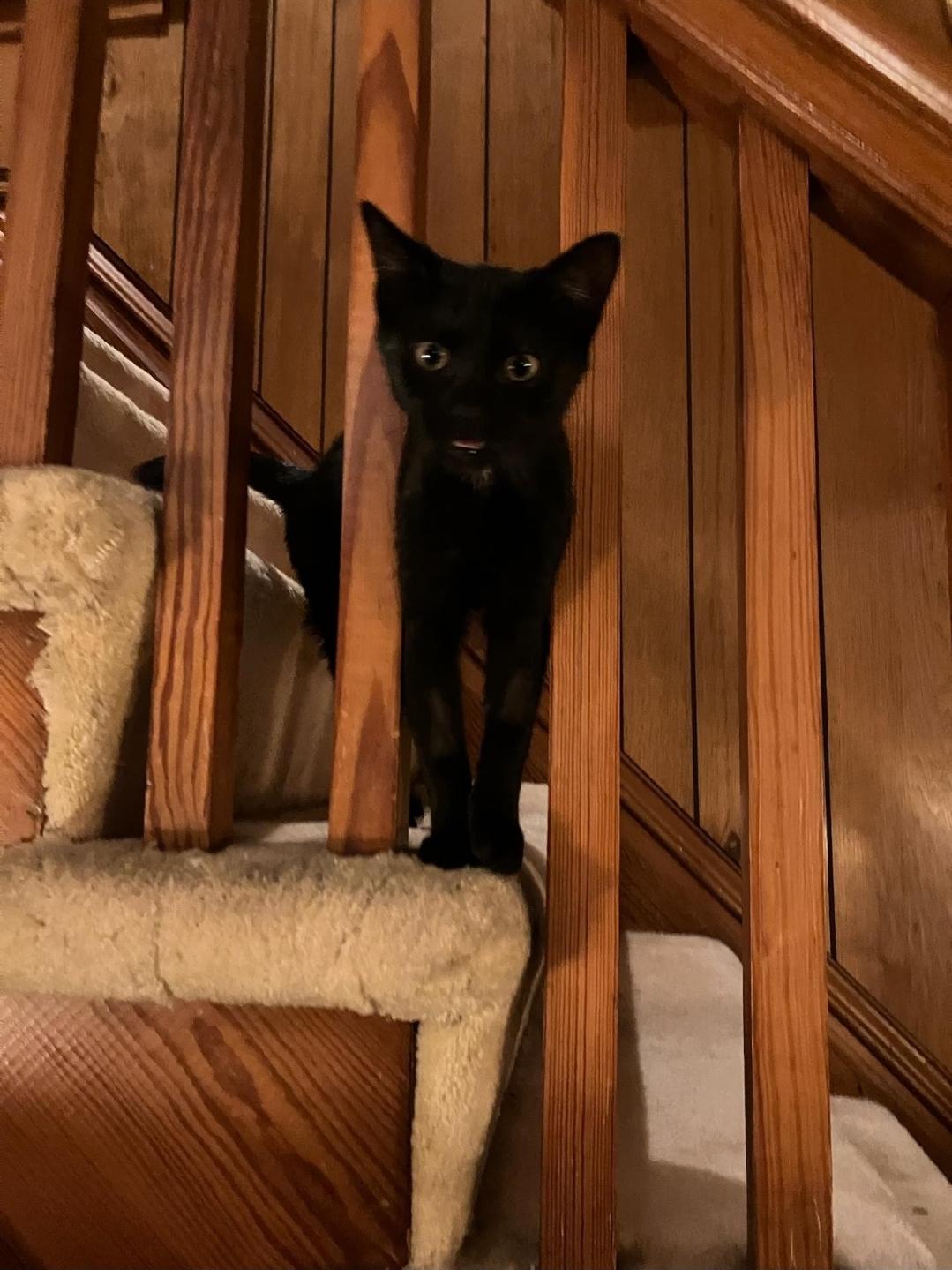 Enlarge Vivian, a Adoptable Domestic Short Hair in Reeseville, WI image 4/4