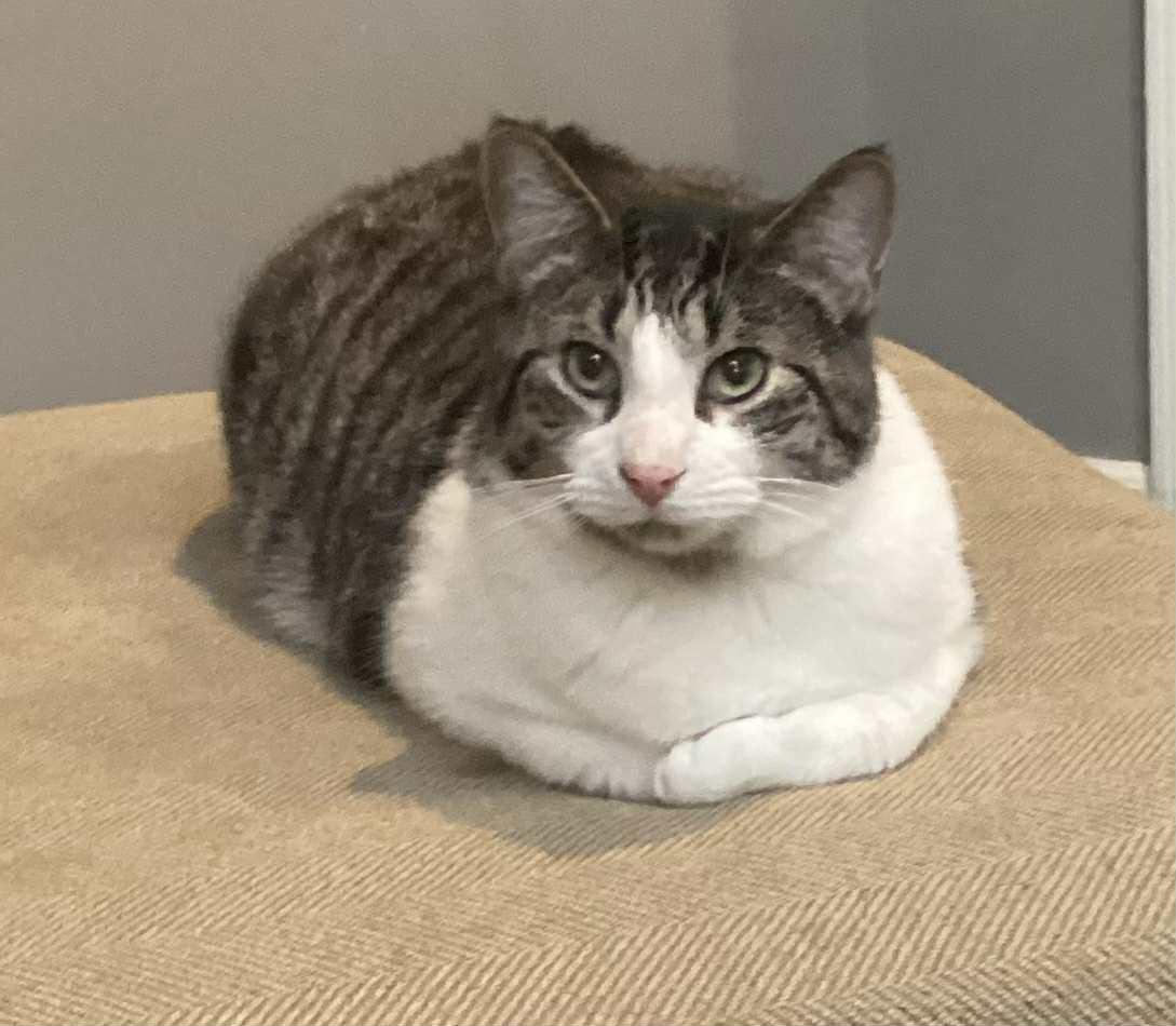 Plucky, a Adoptable Tabby image 1/4