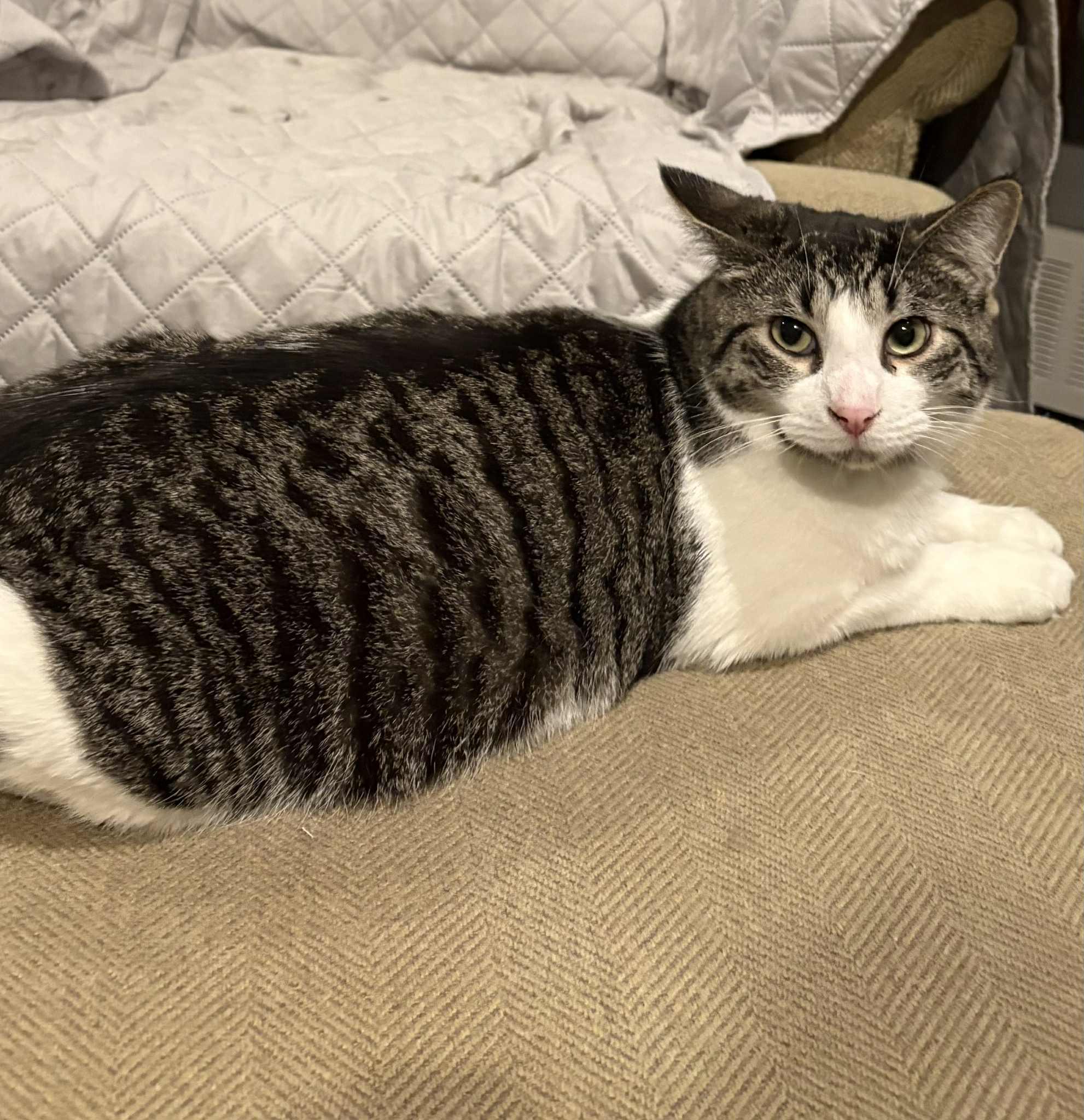 Plucky, a Adoptable Tabby image 3/4