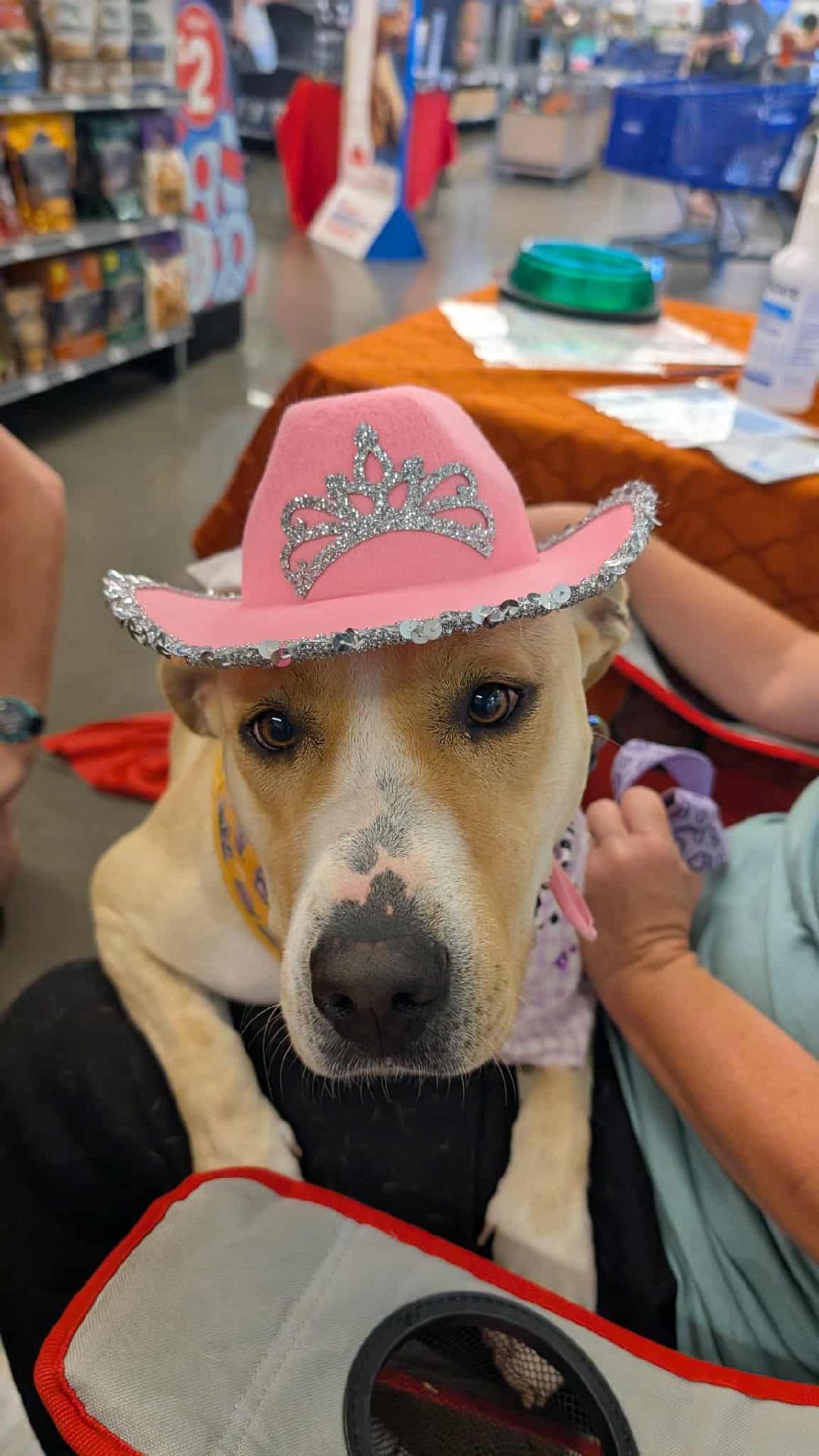 Butters, ADOPTABLE, Adult Female American Staffordshire Terrier.