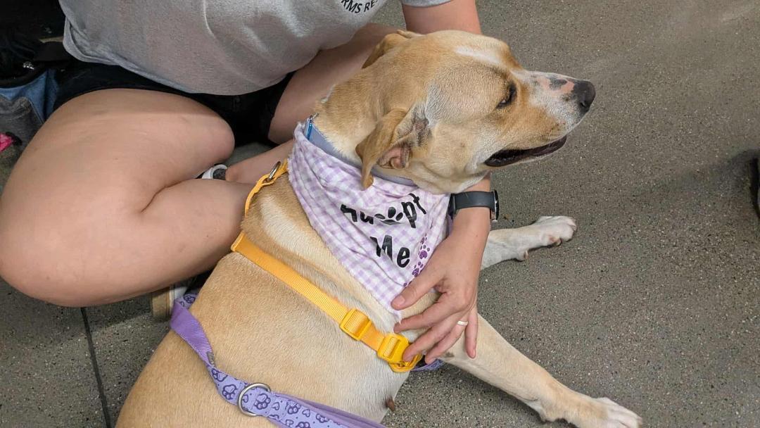 Enlarge Butters, a ADOPTABLE mixed breed in Herald, CA image 2/2