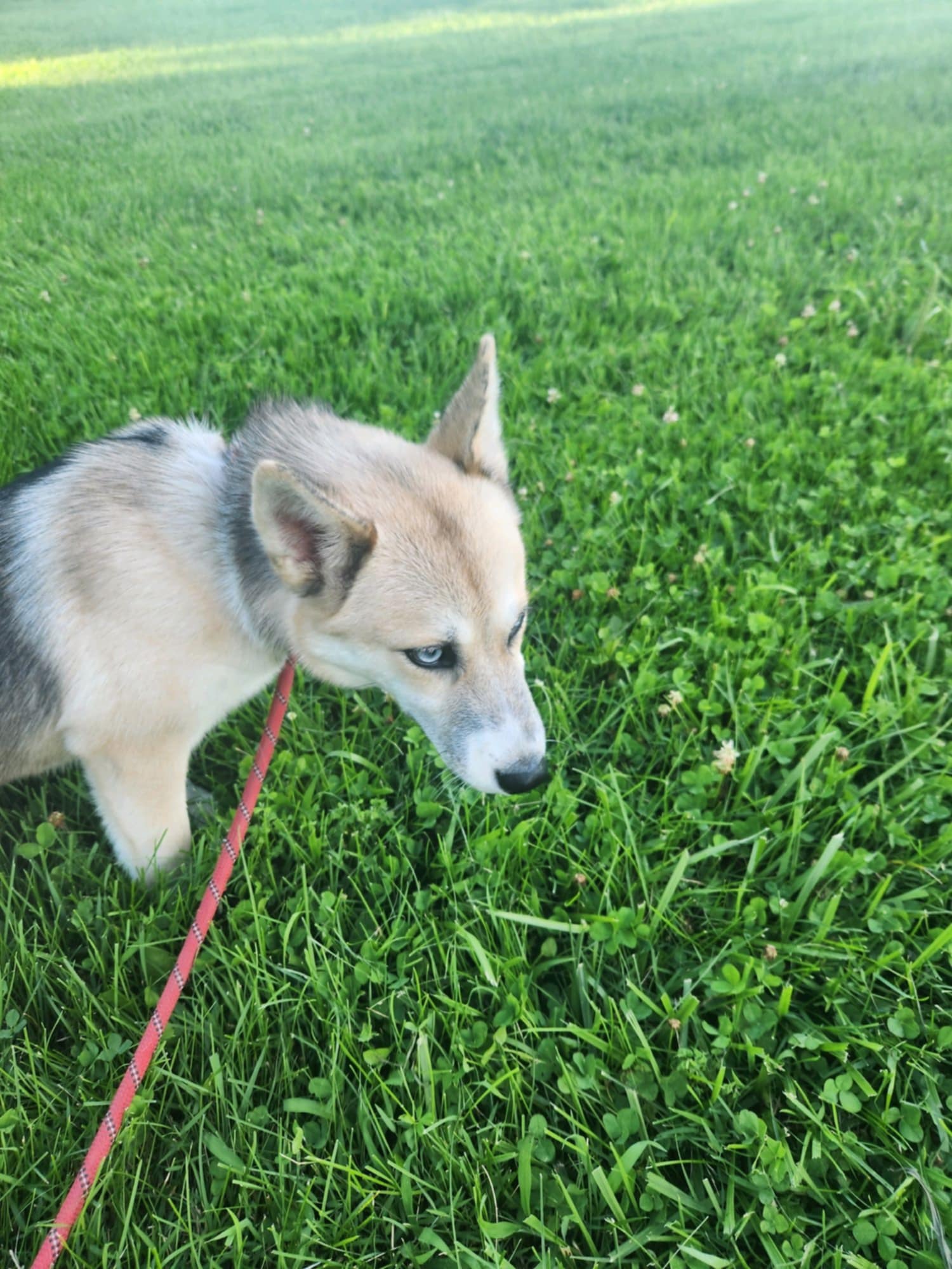 Elsa, Adopted, Young Female Husky.