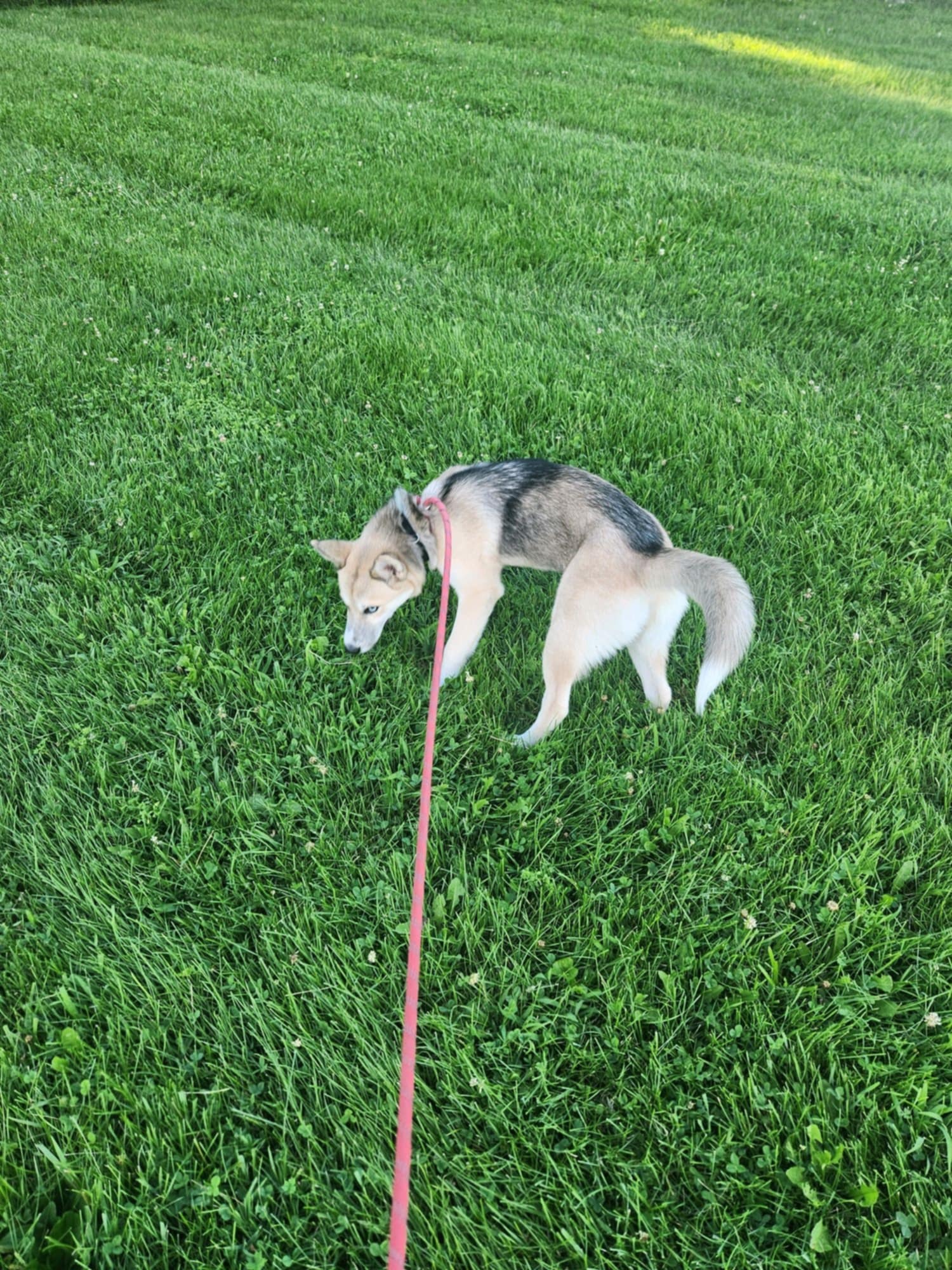 Enlarge Elsa, a Adopted Husky in Plattsburg, MO image 2/3