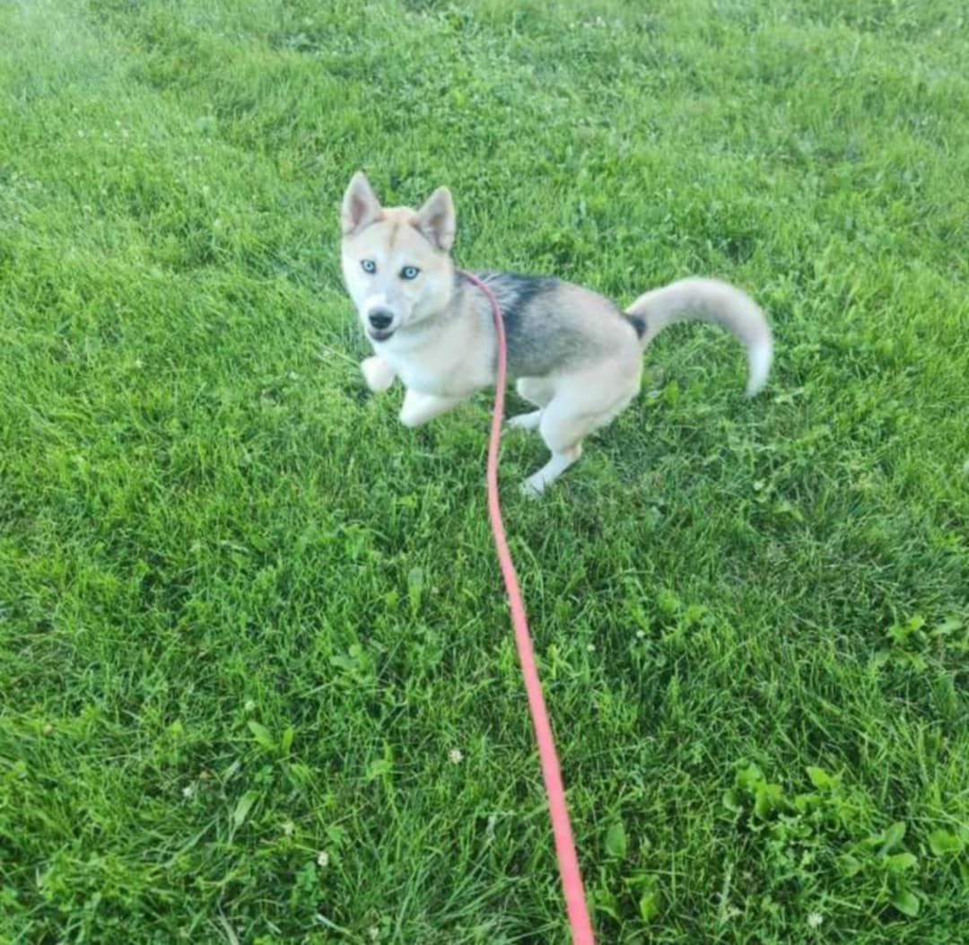 Enlarge Elsa, a Adopted Husky in Plattsburg, MO image 3/3