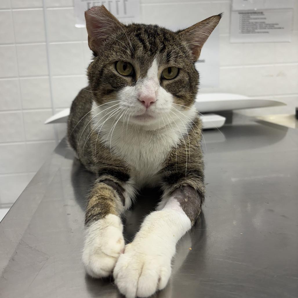 Mr. Thomas, Adoptable, Adult Male Domestic Short Hair.