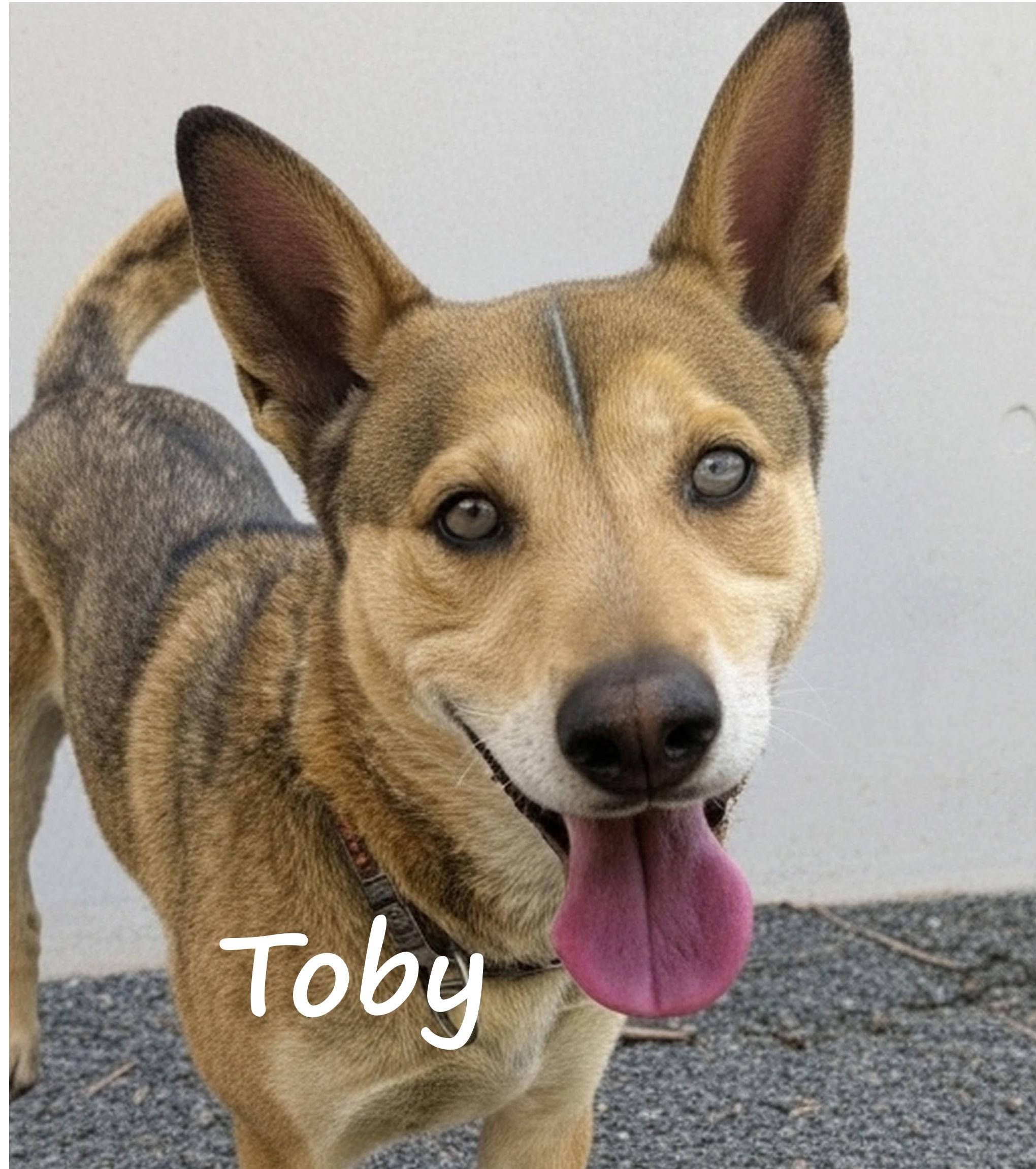 Toby, adopted, Adult Male Shepherd.