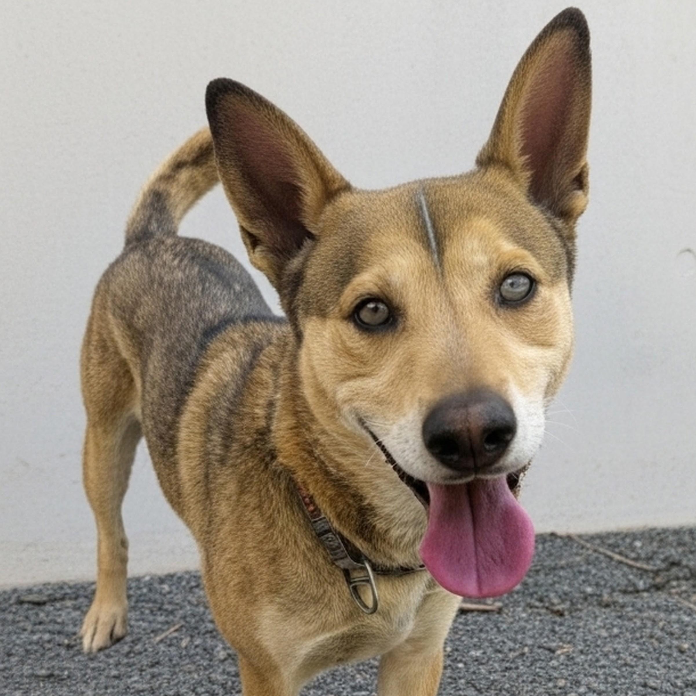 Toby, ADOPTABLE, Adult Male Shepherd.