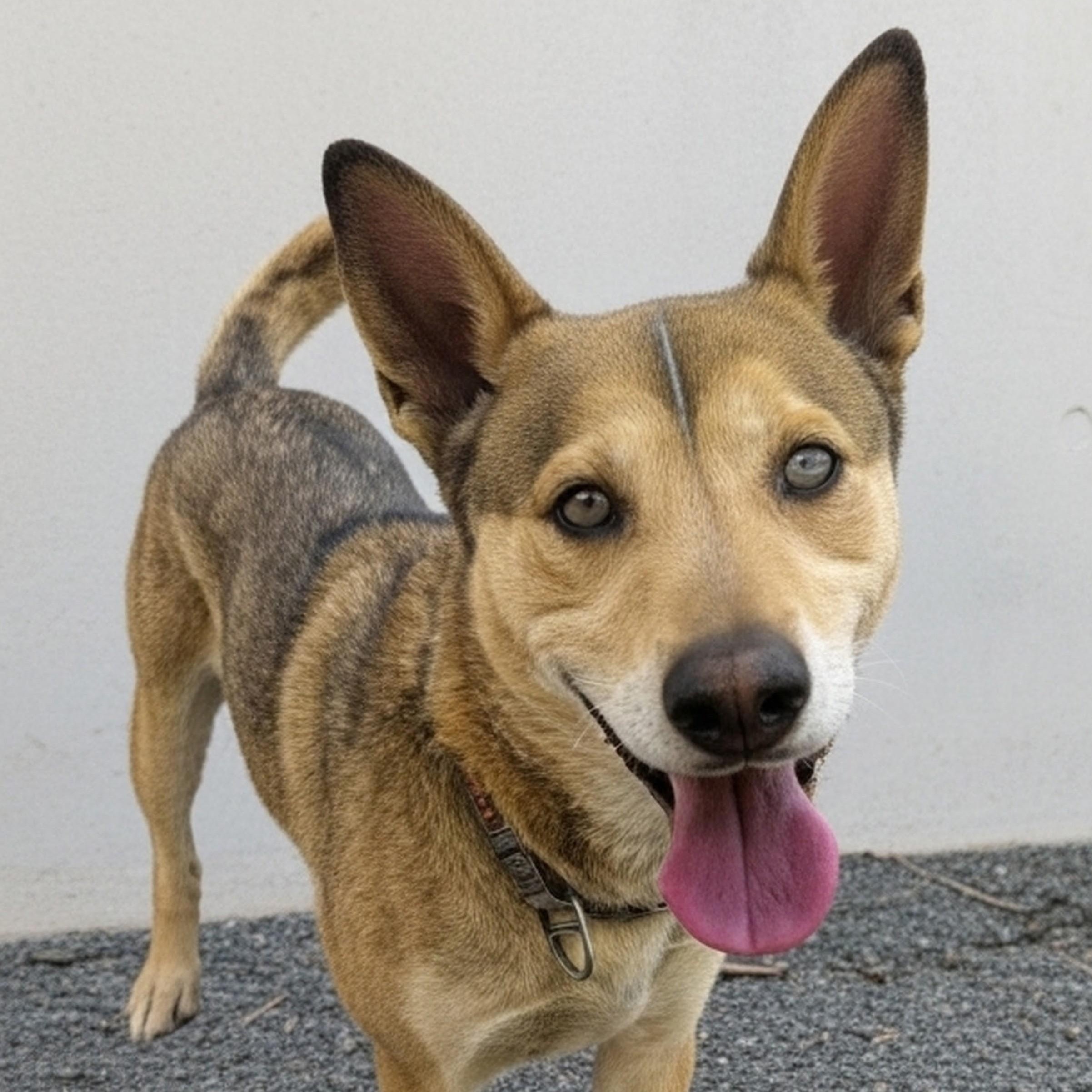 Enlarge Toby, an adopted mixed breed in Aurora, NE image 2/2