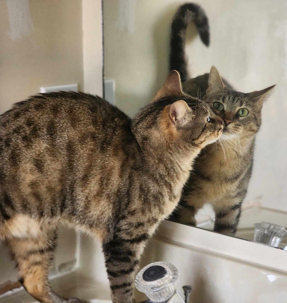 Lizzie, Adoptable, Adult Female Domestic Short Hair.