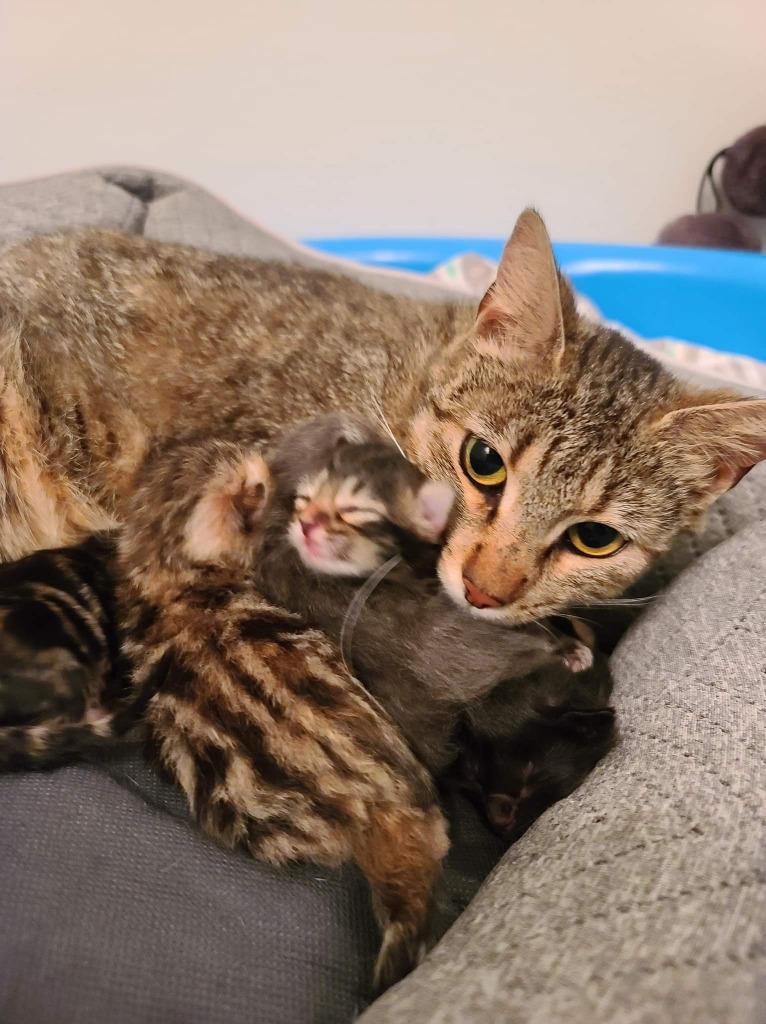 Enlarge Lizzie, a Adoptable mixed breed in Ballwin, MO image 2/3