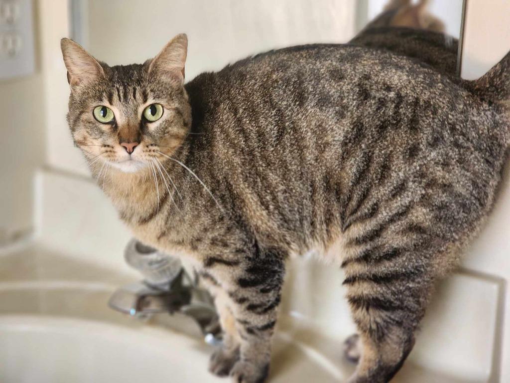 Enlarge Lizzie, a Adoptable mixed breed in Ballwin, MO image 3/3