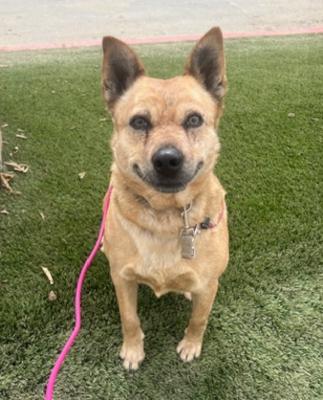 Roxie — thumbnail 2