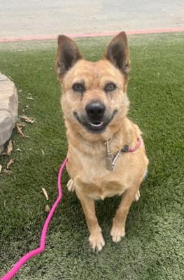 Roxie — thumbnail 3