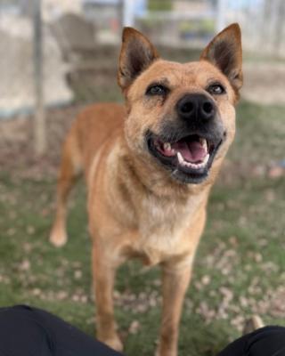 Roxie — thumbnail 4