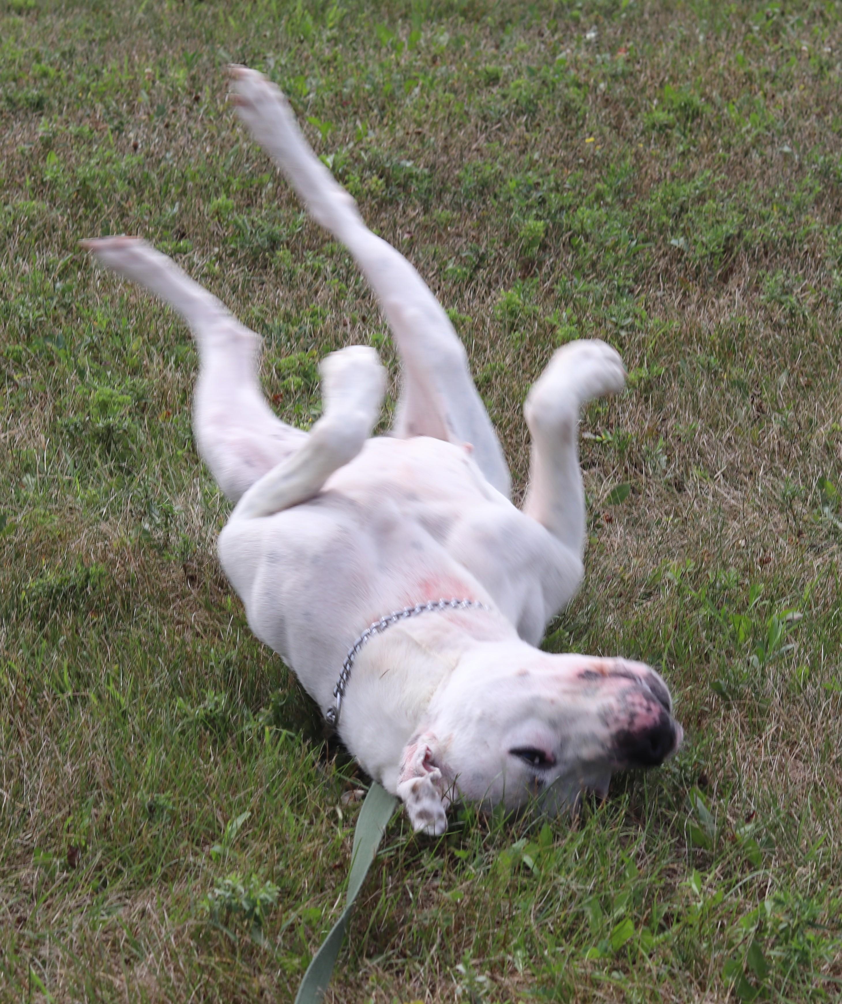 Enlarge Roo, a ADOPTABLE Mixed Breed in Ionia, MI image 4/6