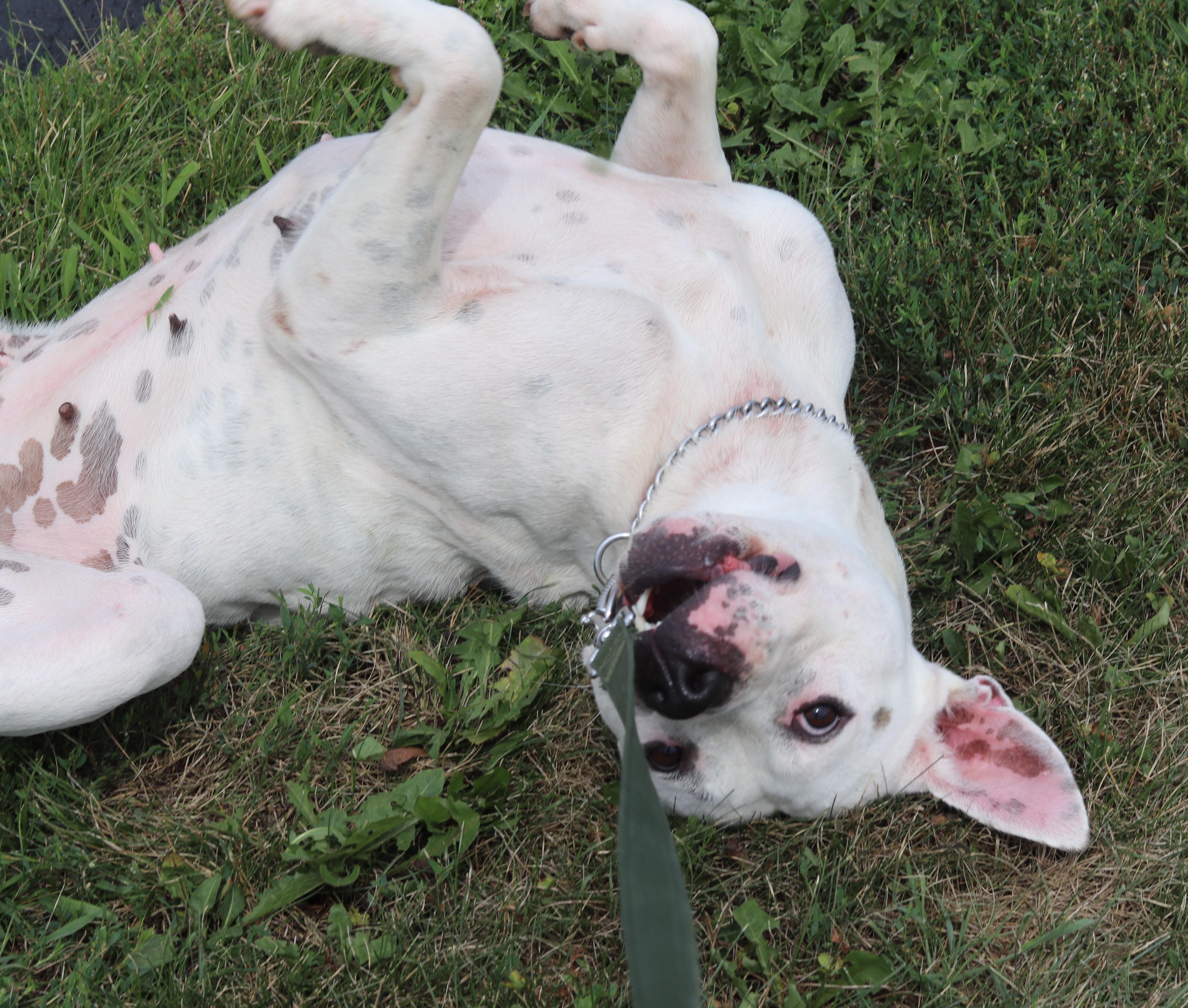 Enlarge Roo, a ADOPTABLE Mixed Breed in Ionia, MI image 5/6