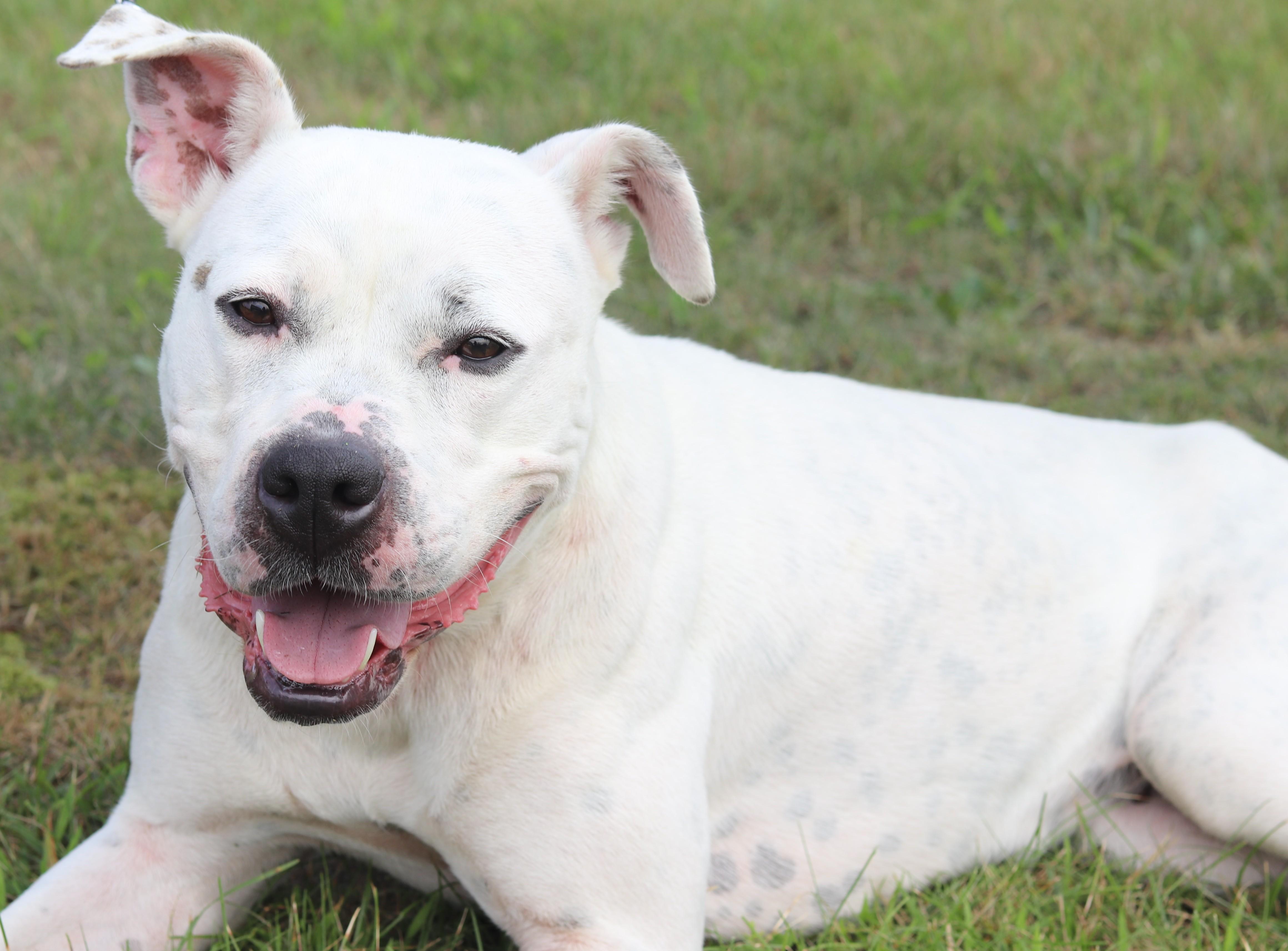 Enlarge Roo, a ADOPTABLE Mixed Breed in Ionia, MI image 2/6