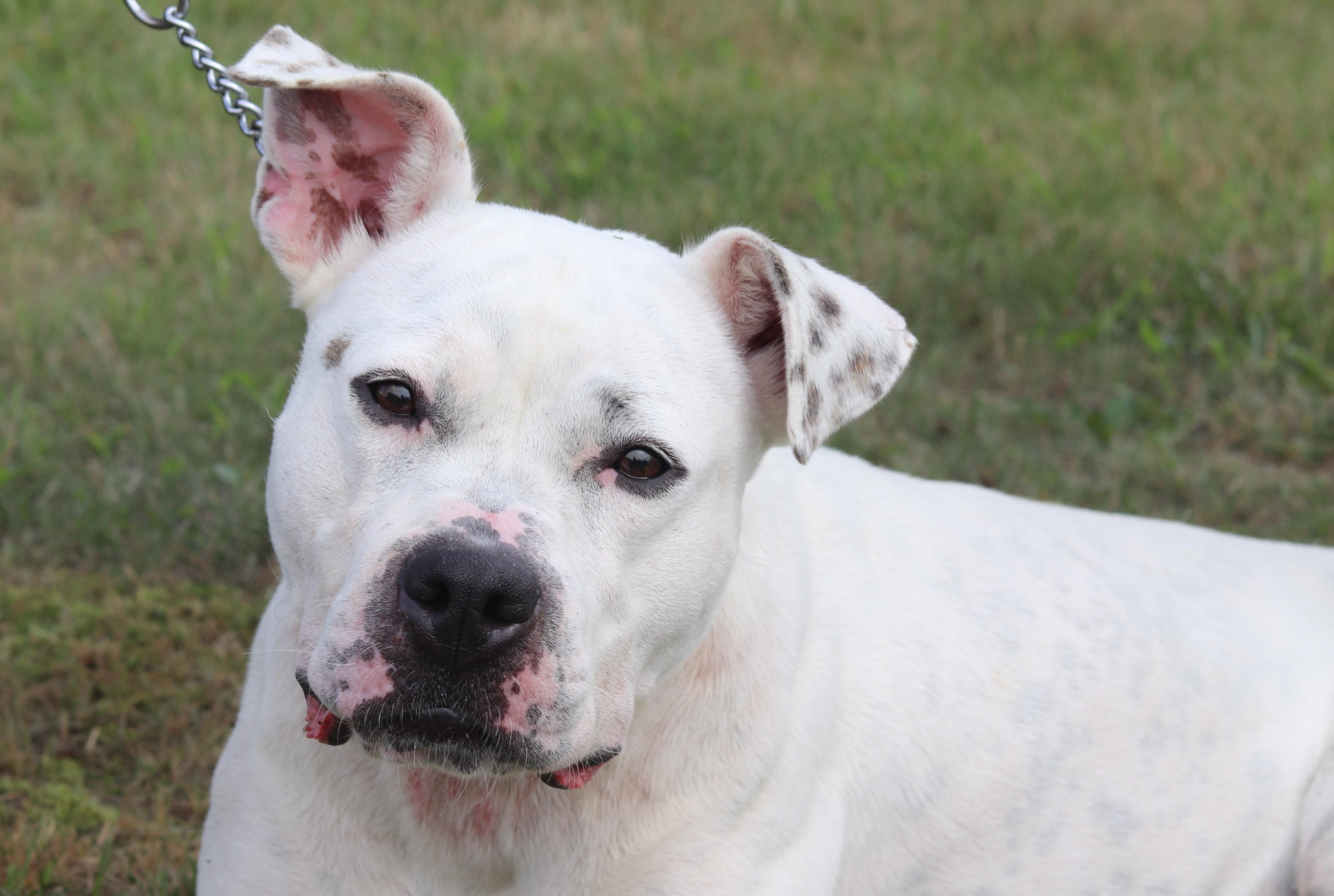 Enlarge Roo, a ADOPTABLE Mixed Breed in Ionia, MI image 3/6