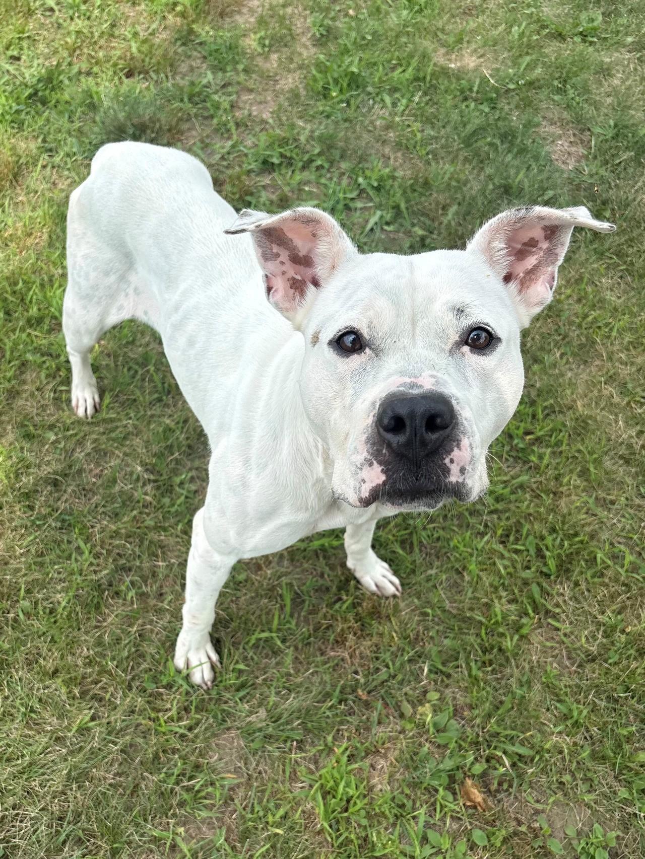 Enlarge Roo, a ADOPTABLE Mixed Breed in Ionia, MI image 6/6