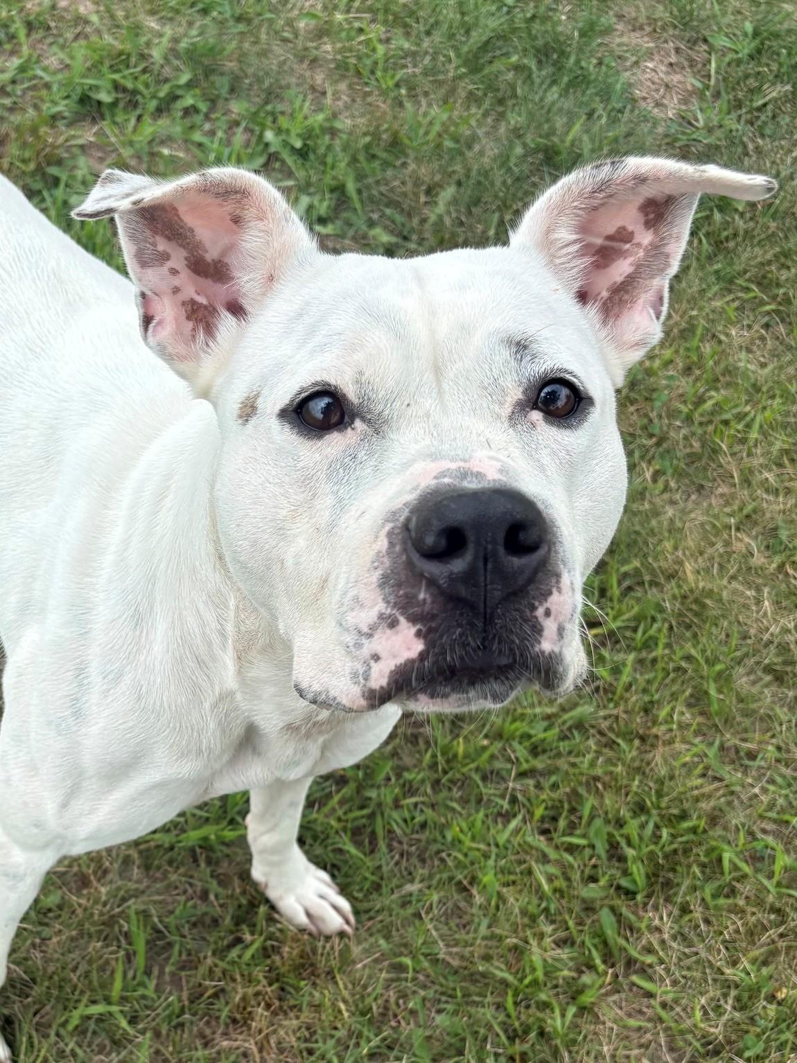 Enlarge Roo, a ADOPTABLE Mixed Breed in Ionia, MI image 1/6
