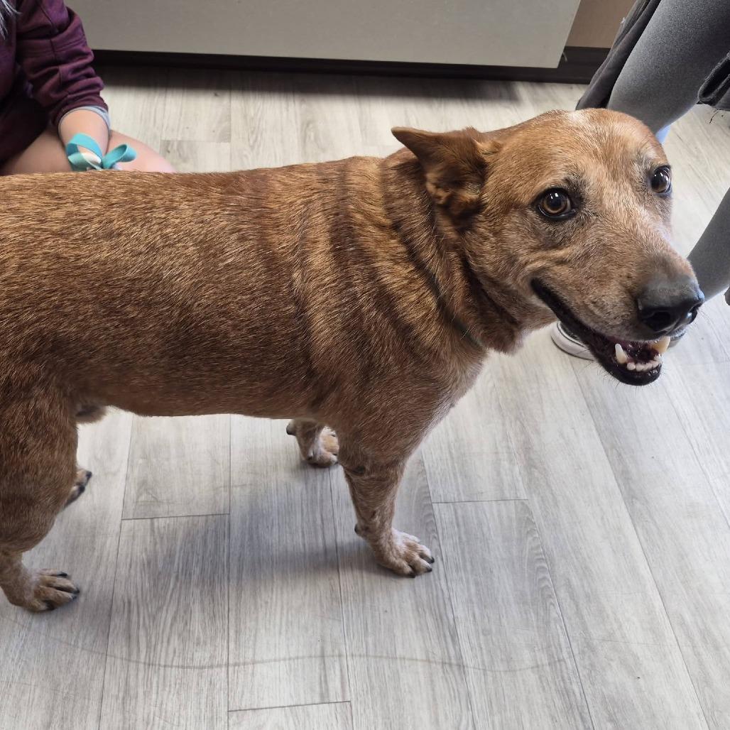 Maverick, Adoptable, Senior Male Cattle Dog.