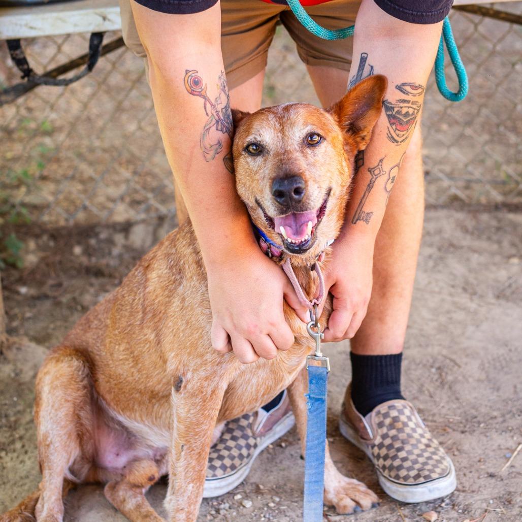 Enlarge Maverick, a Adoptable Cattle Dog in Hattiesburg, MS image 2/6