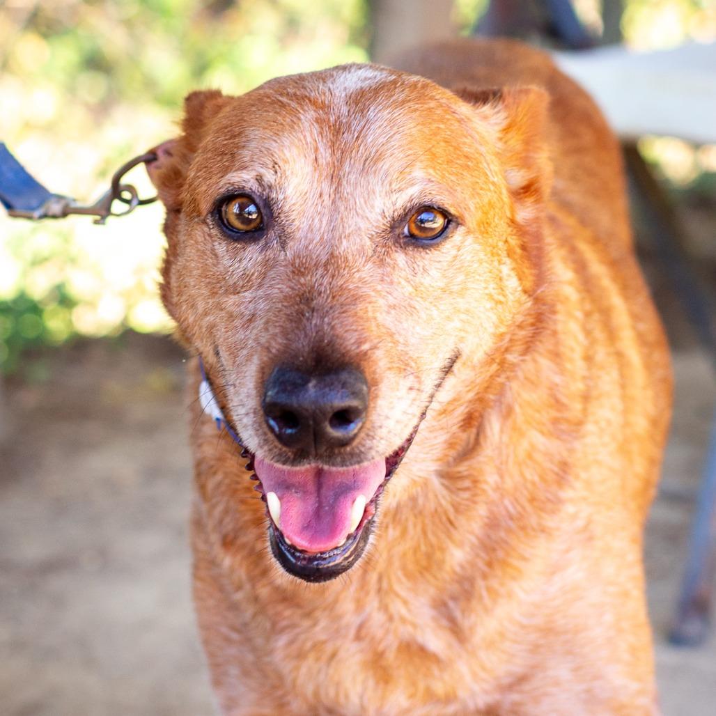 Enlarge Maverick, a Adoptable Cattle Dog in Hattiesburg, MS image 3/6
