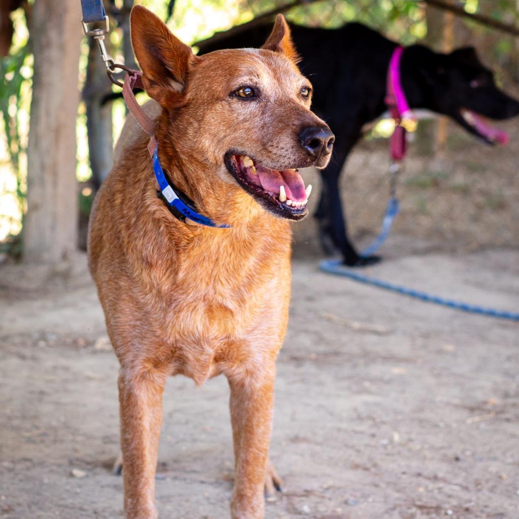 Enlarge Maverick, a Adoptable Cattle Dog in Hattiesburg, MS image 4/6