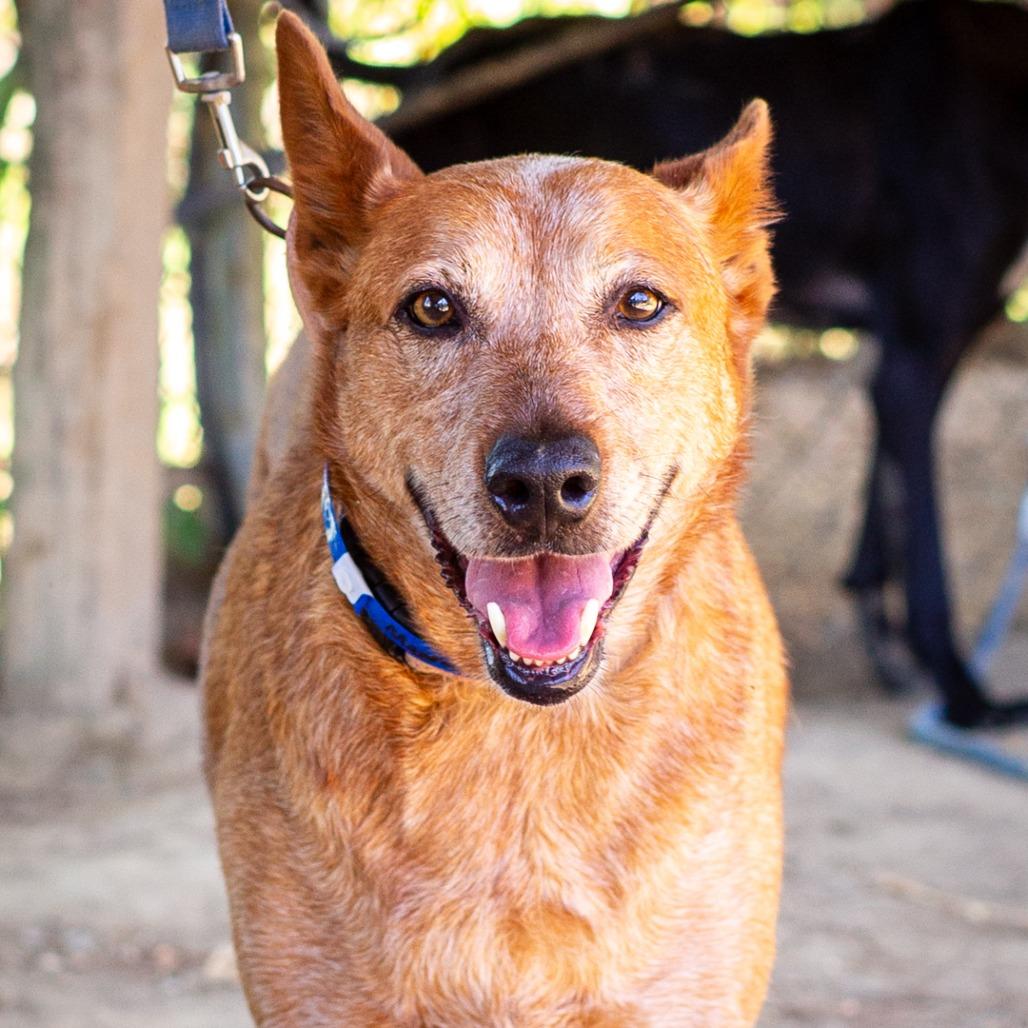 Enlarge Maverick, a Adoptable Cattle Dog in Hattiesburg, MS image 5/6