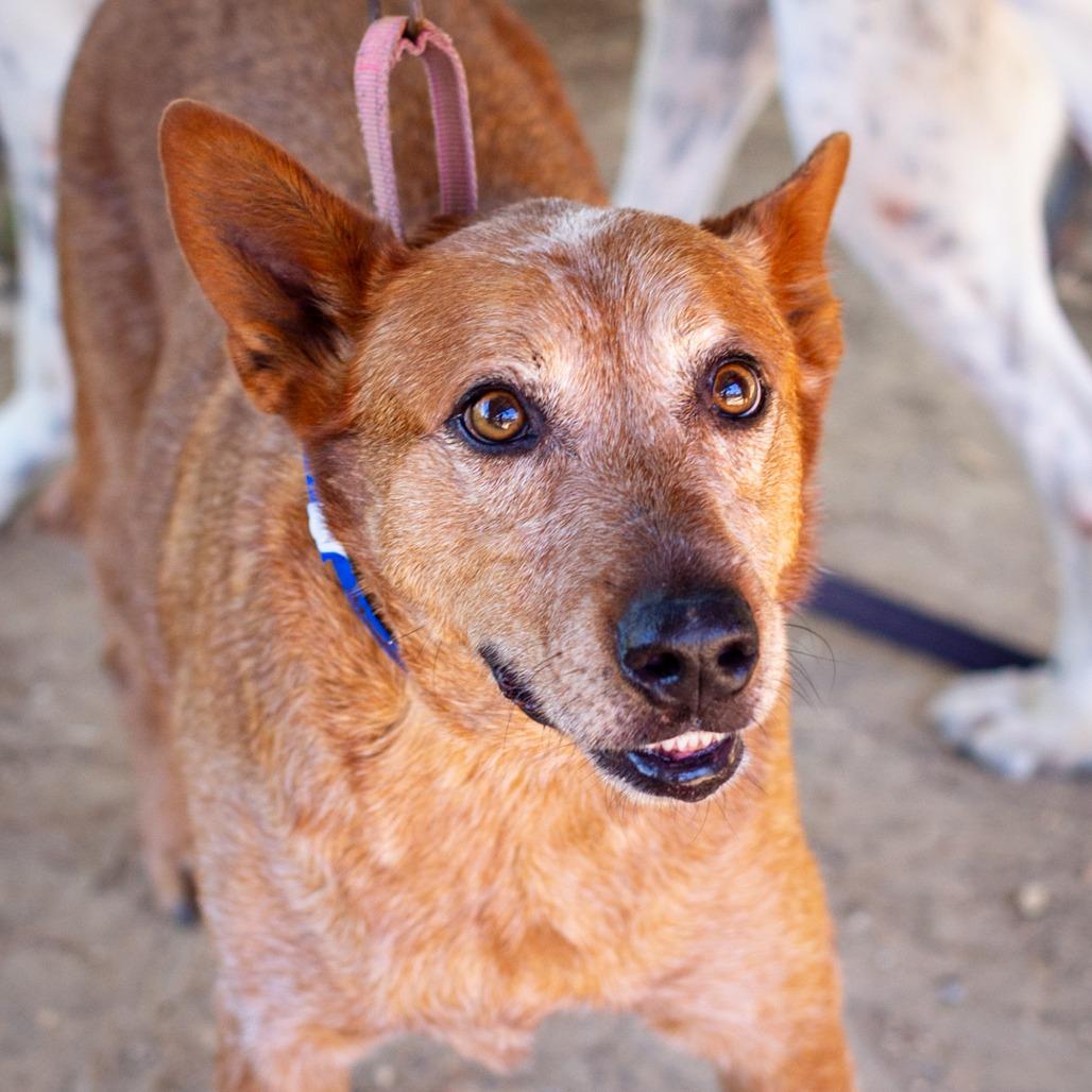 Enlarge Maverick, a Adoptable Cattle Dog in Hattiesburg, MS image 6/6