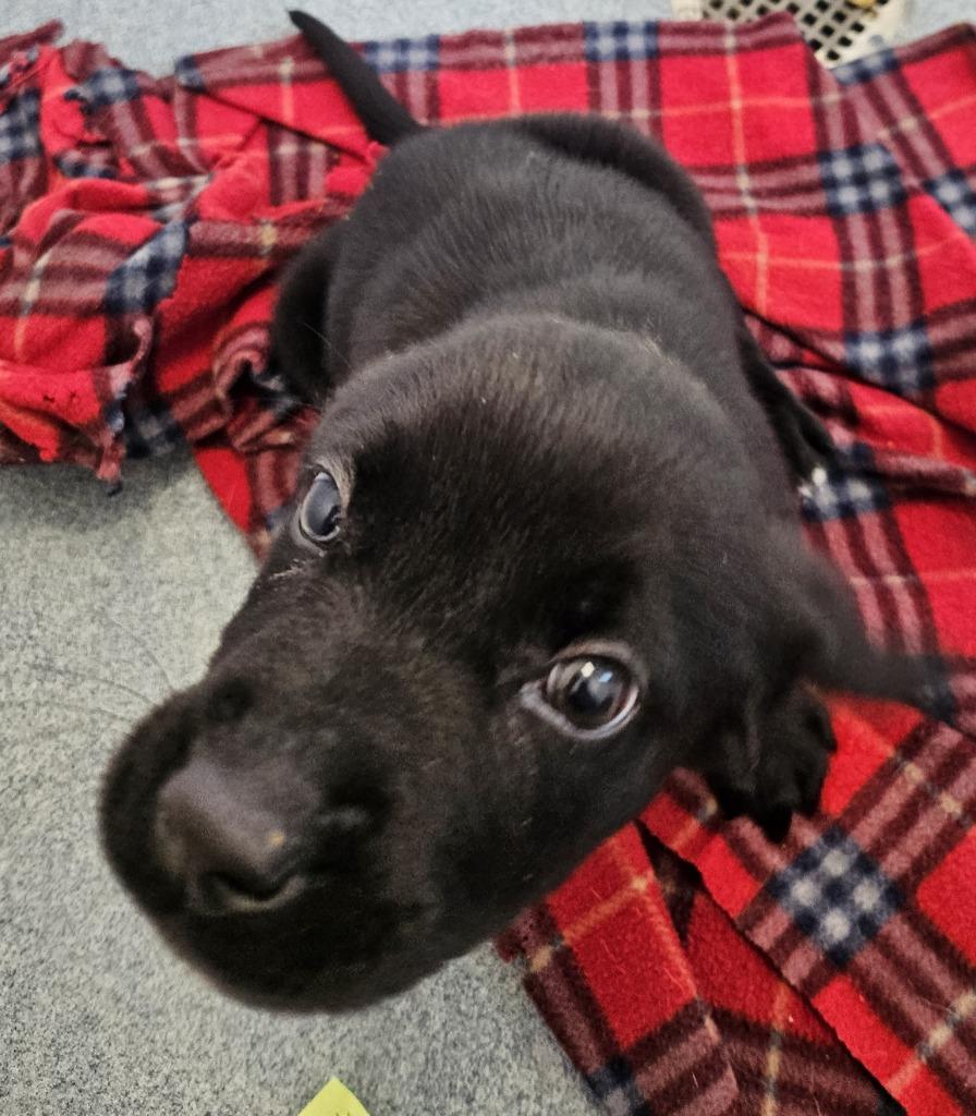 Peter, Adopted, Young Male Mixed Breed & Labrador Retriever.