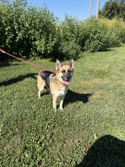 Enlarge Dolly Parton, a Adoptable mixed breed in Columbus, IN image 2/3