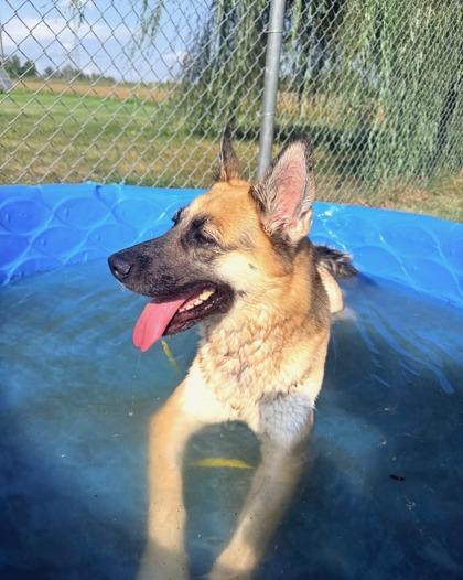 Enlarge Dolly Parton, a Adoptable mixed breed in Columbus, IN image 3/3