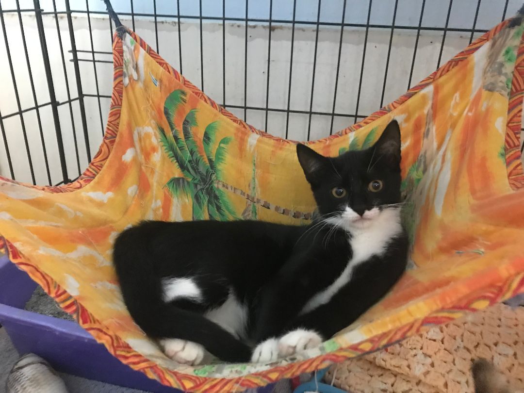 Katie (located in Midland), a Adoptable Domestic Short Hair in Midland, MI image 4/4