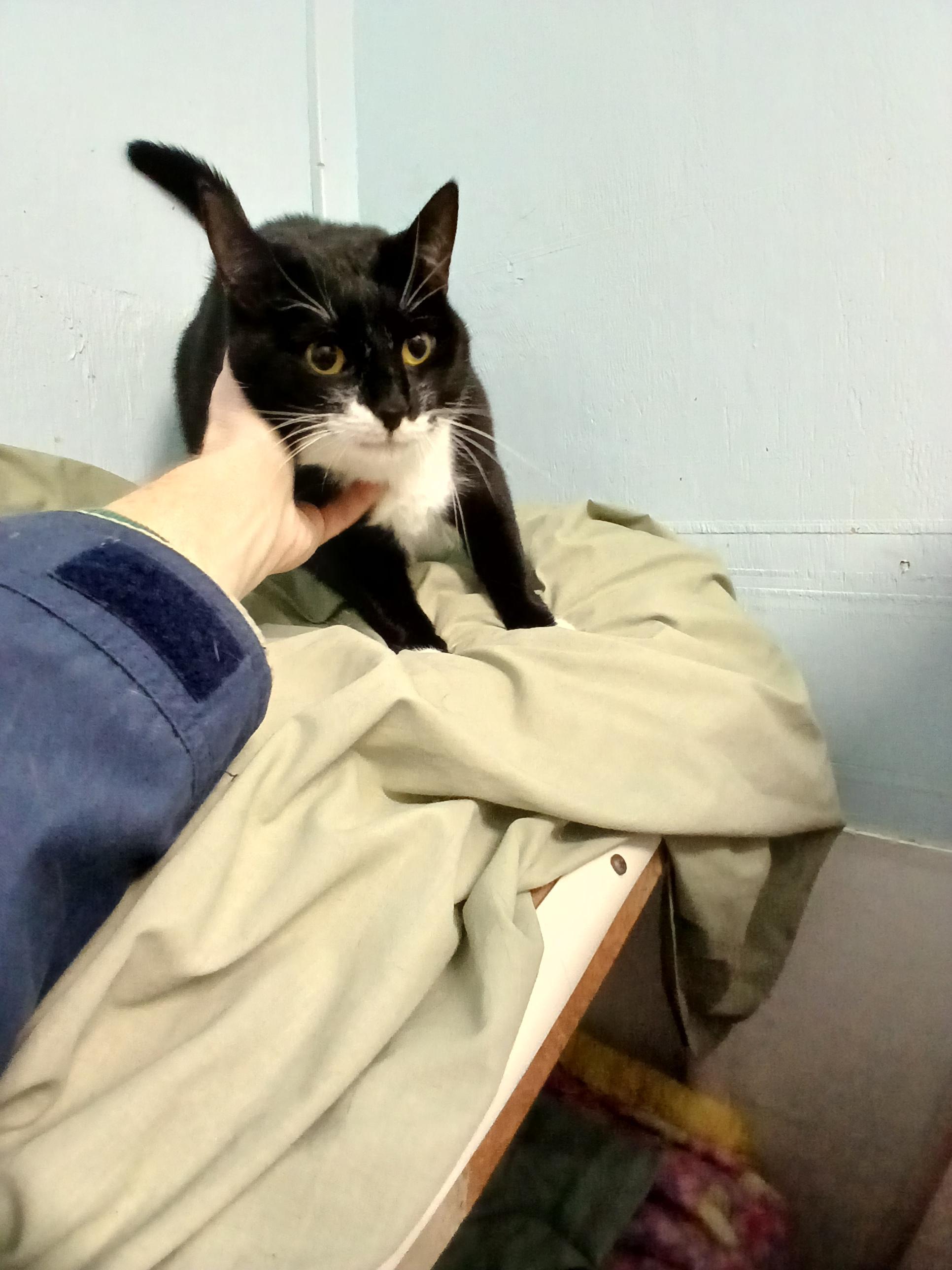 Katie (located in Midland), a Adoptable Domestic Short Hair in Midland, MI image 1/4