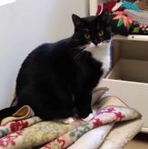 Katie (located in Midland), a Adoptable Domestic Short Hair in Midland, MI image 2/4