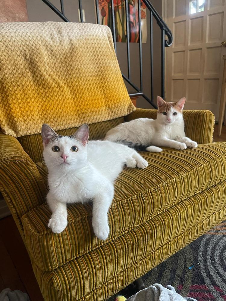 Enlarge Stetson, a Adoptable Domestic Short Hair in Emporia, KS image 1/5